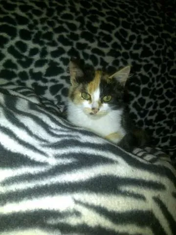 Gato raça SRD idade 2 a 6 meses nome donatella