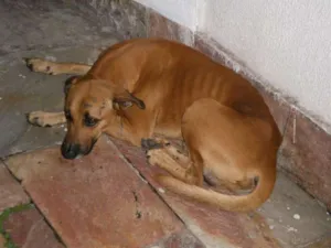 Cachorro raça SRD idade 4 anos nome CARAMELO