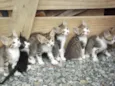 Gatinhos