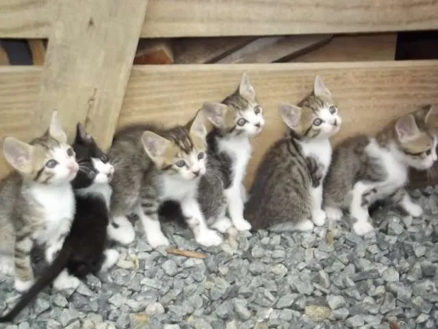 Gato ra a  idade Abaixo de 2 meses nome Gatinhos
