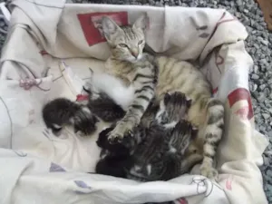 Gato raça  idade Abaixo de 2 meses nome Gatinhos