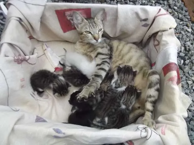 Gato ra a  idade Abaixo de 2 meses nome Gatinhos