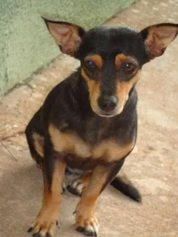 Cachorro ra a  idade 2 anos nome Nina