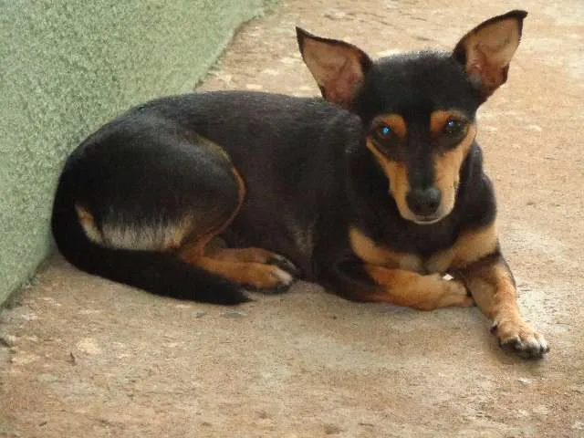 Cachorro ra a  idade 2 anos nome Nina