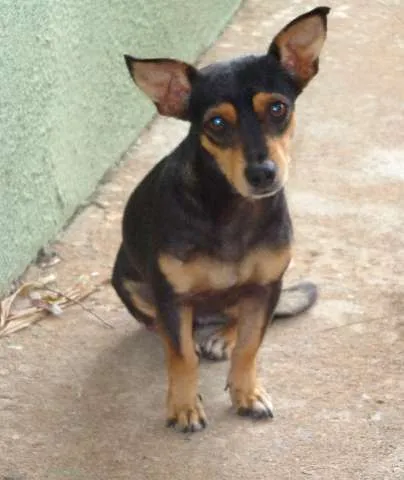 Cachorro ra a  idade 2 anos nome Nina