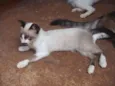 Filhotes