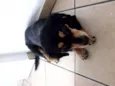 Zig