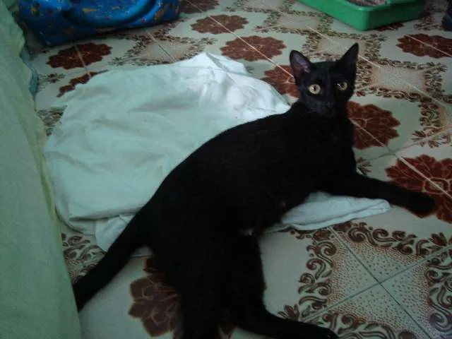 Gato ra a SRD idade 1 ano nome Myah