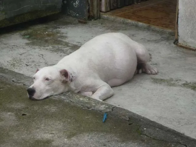 Cachorro ra a SRD idade Abaixo de 2 meses nome Branca e filhotes