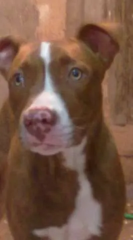 Cachorro ra a PIT BULL idade 7 a 11 meses nome THOR