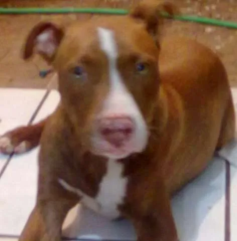 Cachorro ra a PIT BULL idade 7 a 11 meses nome THOR