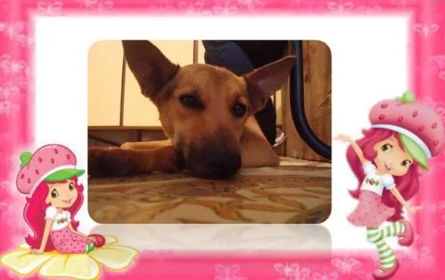 Cachorro ra a SRD idade 3 anos nome Suzy
