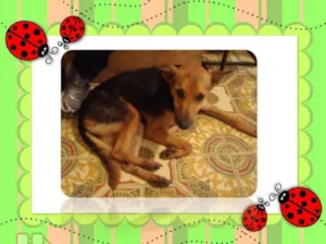 Cachorro raça SRD idade 3 anos nome Suzy