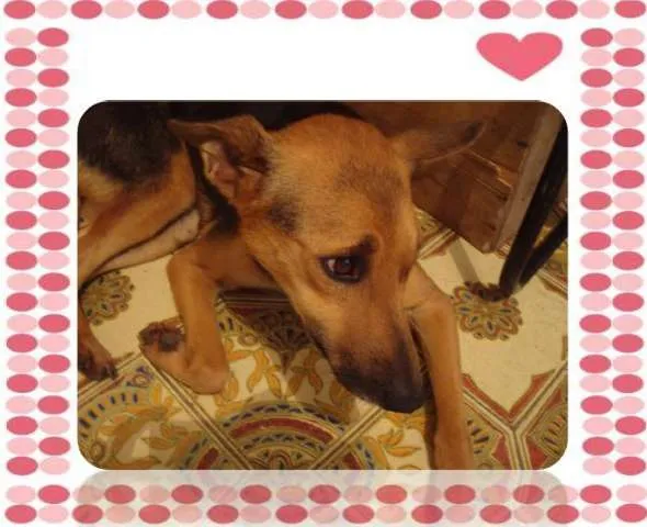 Cachorro ra a SRD idade 3 anos nome Suzy