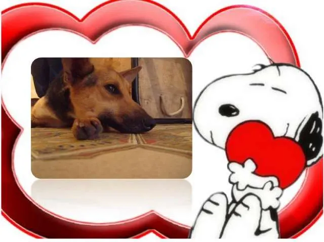 Cachorro ra a SRD idade 3 anos nome Suzy