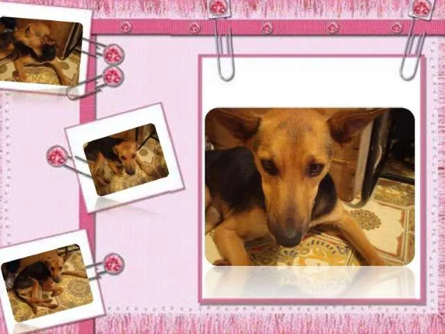 Cachorro ra a SRD idade 3 anos nome Suzy