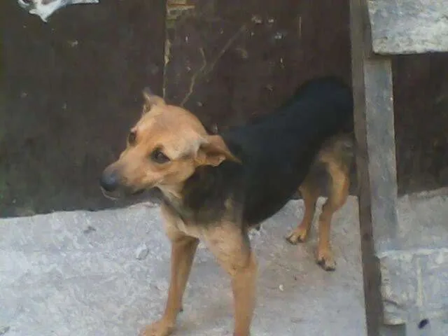 Cachorro ra a SRD idade 3 anos nome Suzy