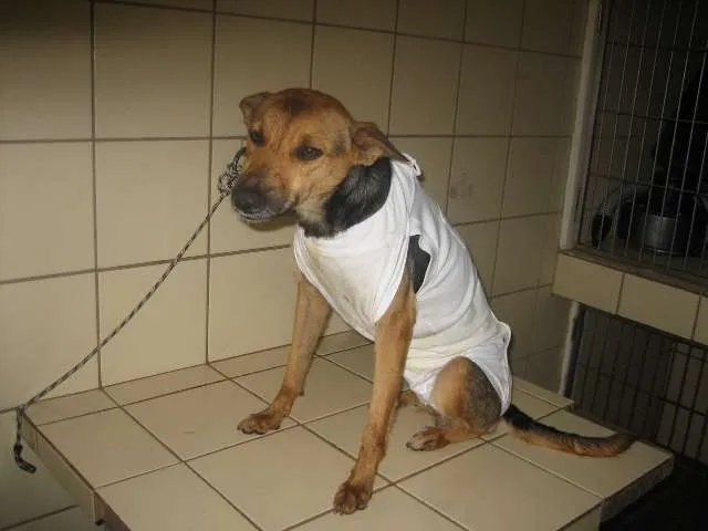 Cachorro ra a SRD idade 3 anos nome Suzy