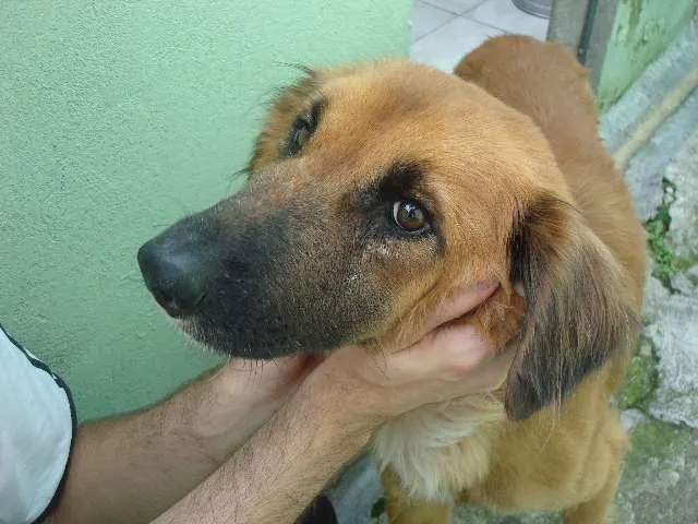 Cachorro ra a SRD idade  nome Luck