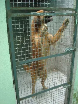 Cachorro raça SRD idade  nome Luck