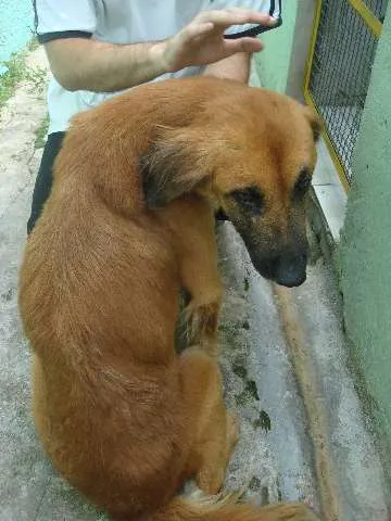 Cachorro ra a SRD idade  nome Luck
