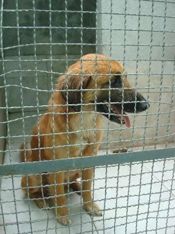 Cachorro ra a SRD idade  nome Luck