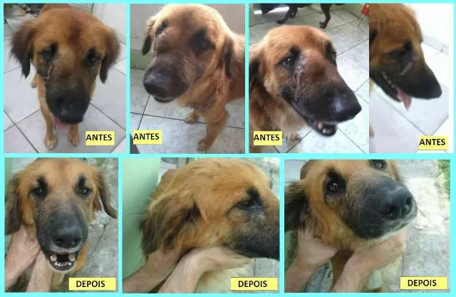 Cachorro ra a SRD idade  nome Luck