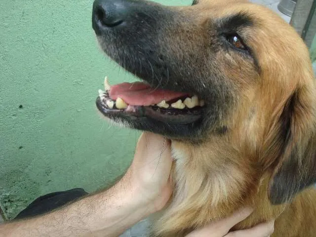 Cachorro ra a SRD idade  nome Luck