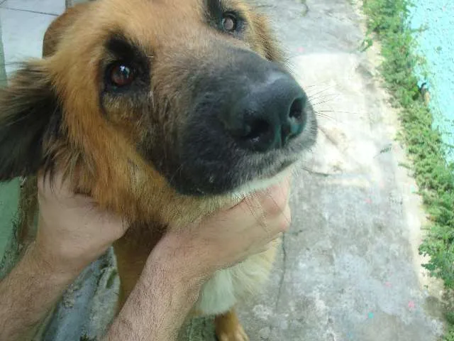Cachorro ra a SRD idade  nome Luck