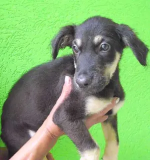 Cachorro raça SRD idade 2 a 6 meses nome Francisco