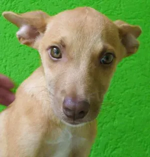 Cachorro raça SRD idade 2 a 6 meses nome orelinha