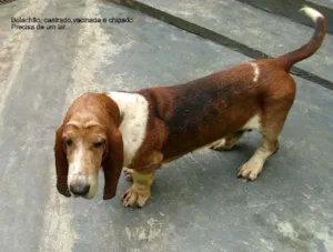 Cachorro raça basset hund idade 6 ou mais anos nome bolachao