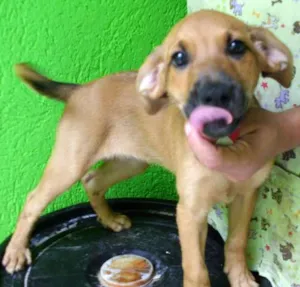 Cachorro raça SRD idade 2 a 6 meses nome fofa