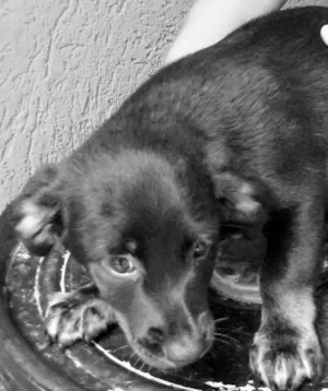 Cachorro raça SRD idade 2 a 6 meses nome layde