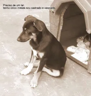Cachorro raça SRD idade 2 a 6 meses nome apolo