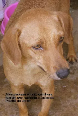 Cachorro raça SRD idade 1 ano nome Alice