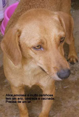 Cachorro ra a SRD idade 1 ano nome Alice