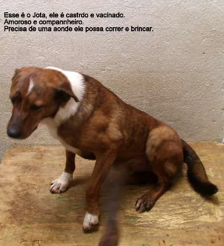 Cachorro ra a SRD idade 3 anos nome Jota