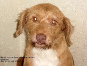 Cachorro raça SRD idade 2 anos nome Marlei