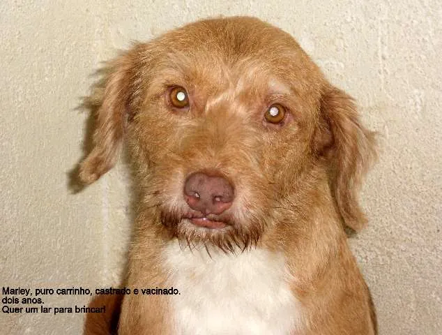 Cachorro ra a SRD idade 2 anos nome Marlei
