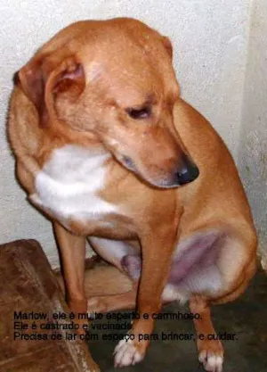 Cachorro raça SRD idade 4 anos nome marlow