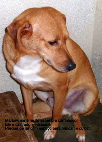 Cachorro ra a SRD idade 4 anos nome marlow