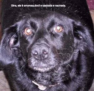 Cachorro raça SRD idade 3 anos nome Gina