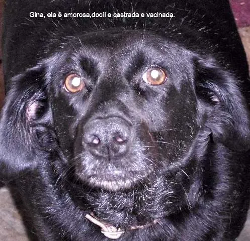 Cachorro ra a SRD idade 3 anos nome Gina