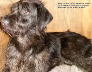 Cachorro raça SRD idade  nome nino