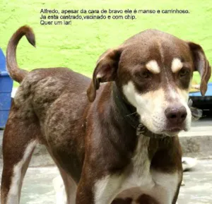 Cachorro raça SRD idade  nome Alfredo