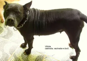 Cachorro raça Bulldog irlandes idade 6 ou mais anos nome Vitória