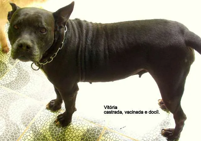 Cachorro ra a Bulldog irlandes idade 6 ou mais anos nome Vitória