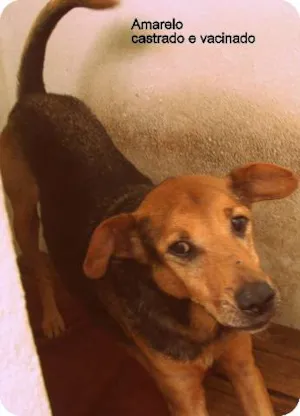 Cachorro raça SRD idade  nome Amarelo