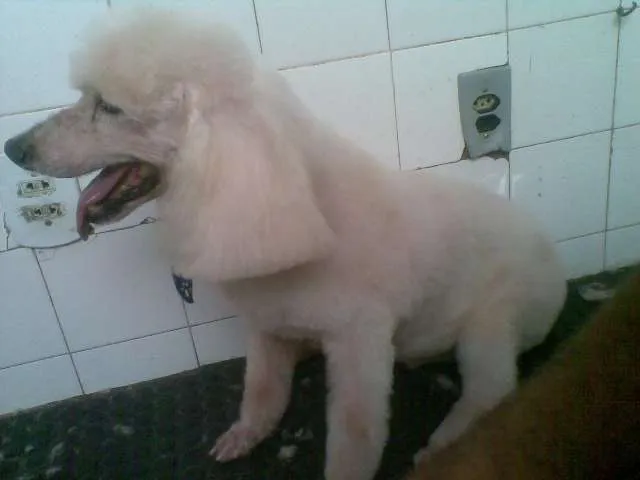 Cachorro raça Poodle idade 6 ou mais anos nome Ghost